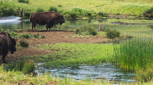When is the best time to take beef organ supplements?