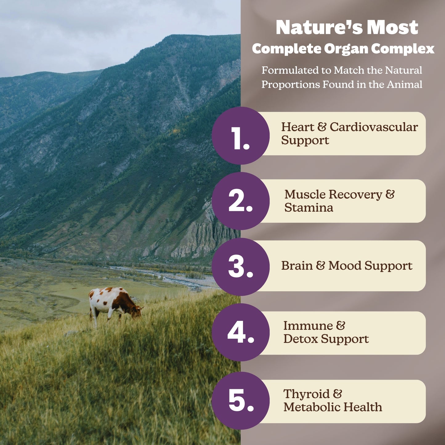 MK Supplements Beef Organs - Benefits