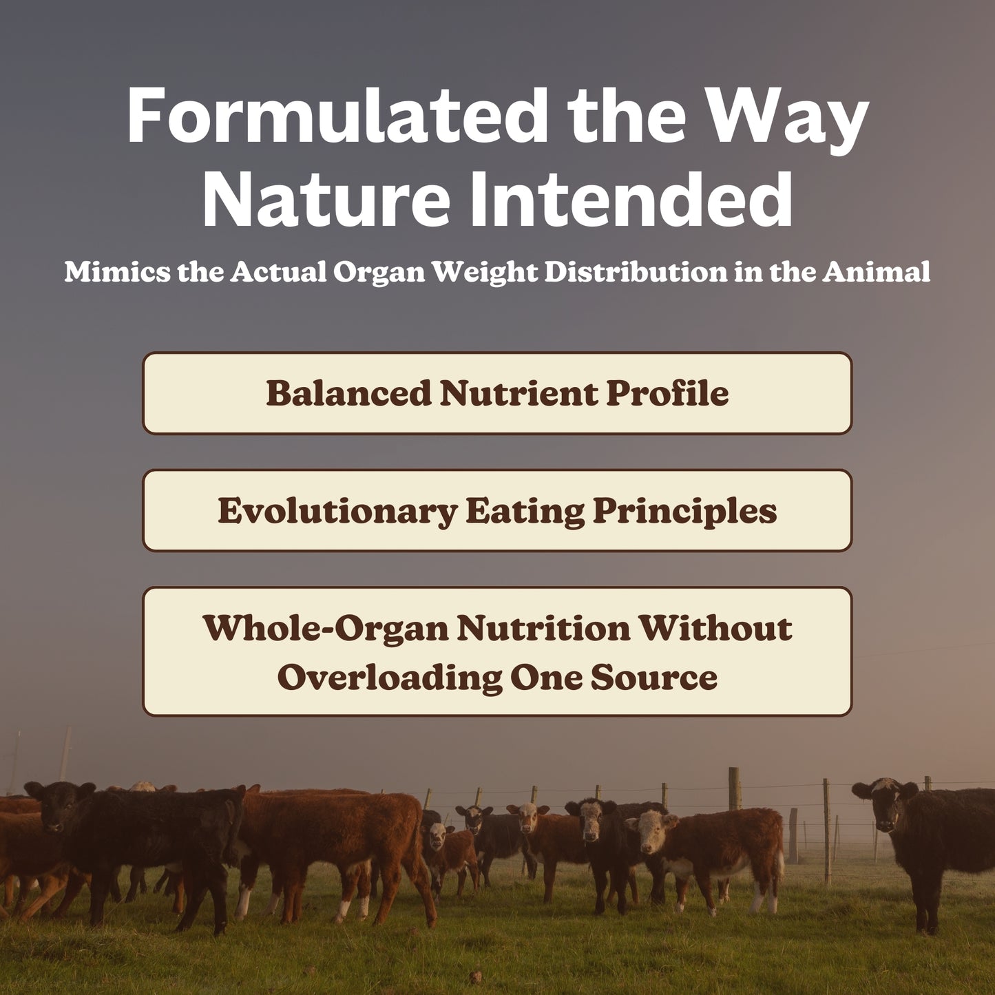 MK Supplements Beef Organs - Natural ratios