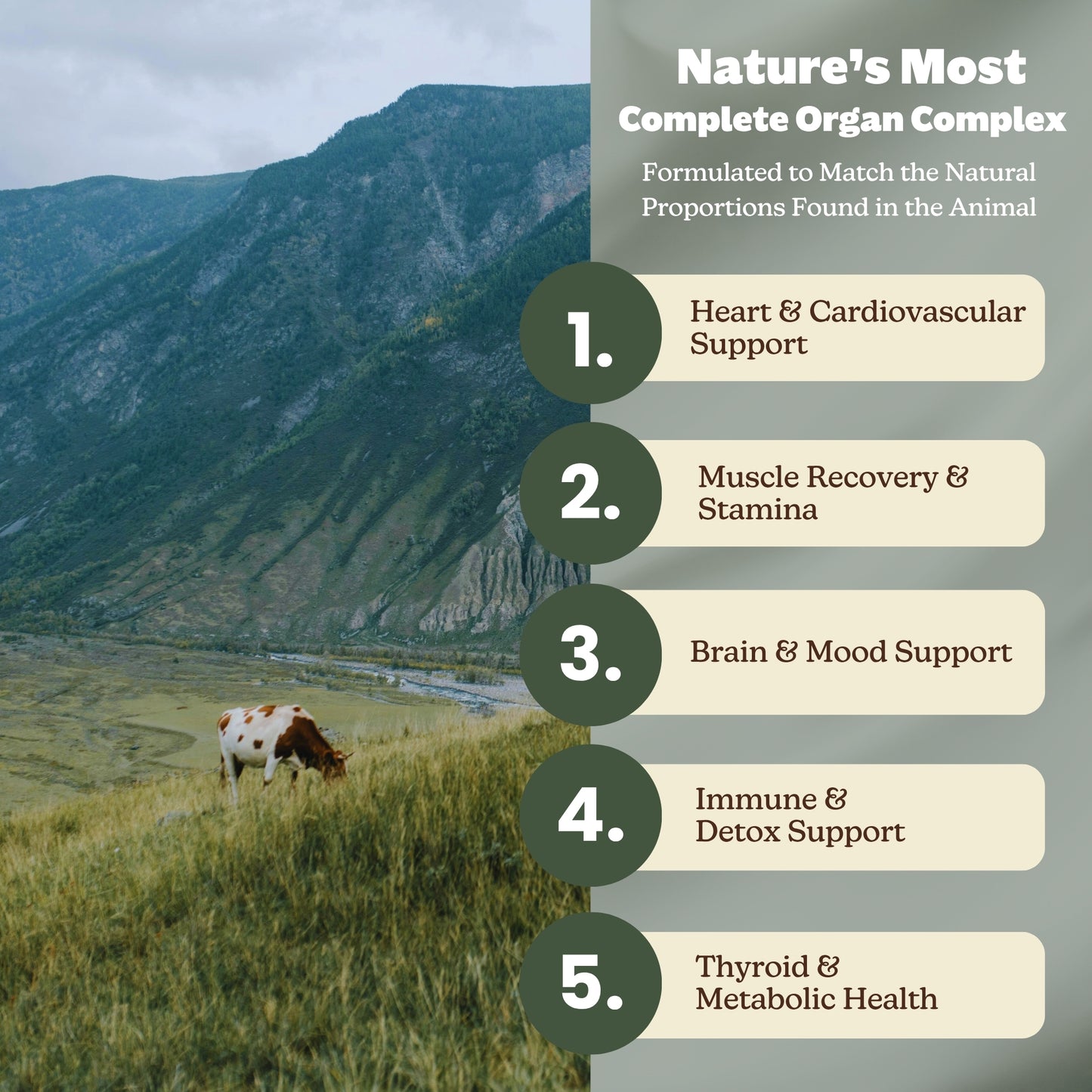 Grass-Fed Beef Organs (liofilizados, no desgrasados, no transgénico, 100% criados en pastos, suministro para 45 días)